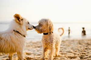Shopping for Pets: The Best Products for Your Furry Friends