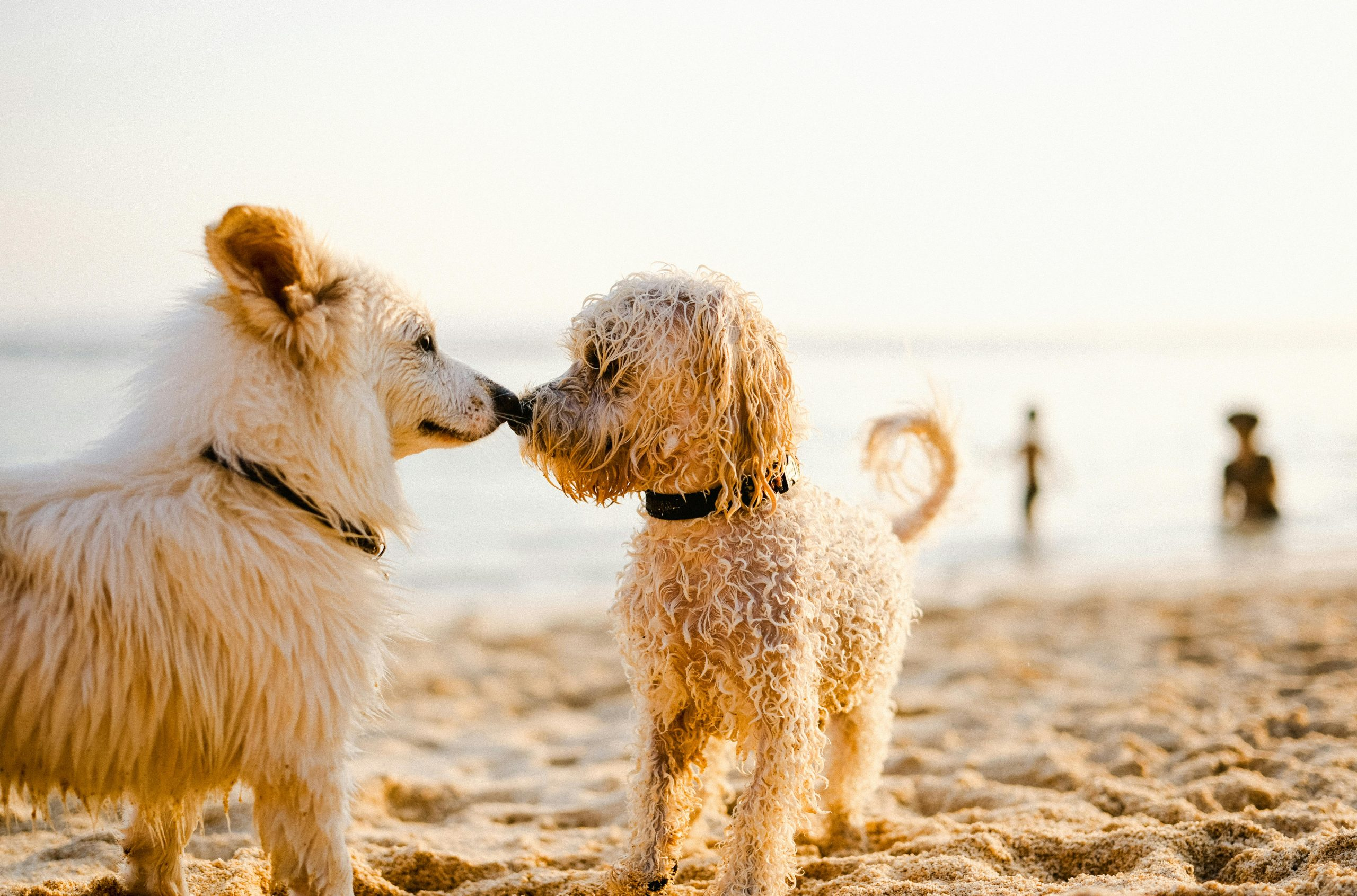 Shopping for Pets: The Best Products for Your Furry Friends