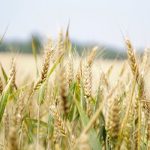 Regenerative Agriculture and the Future of Sustainable Fabrics