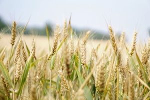 Regenerative Agriculture and the Future of Sustainable Fabrics