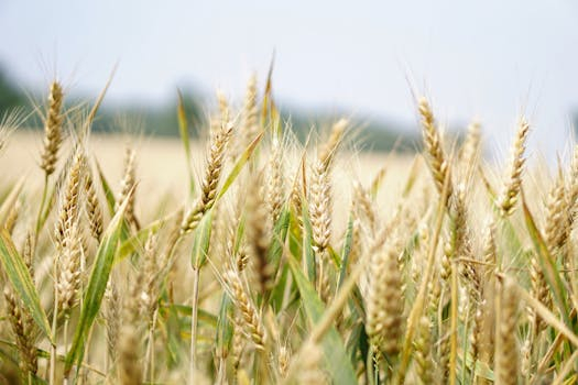 Regenerative Agriculture and the Future of Sustainable Fabrics