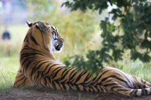 Wildlife Encounters on Safari Vacations