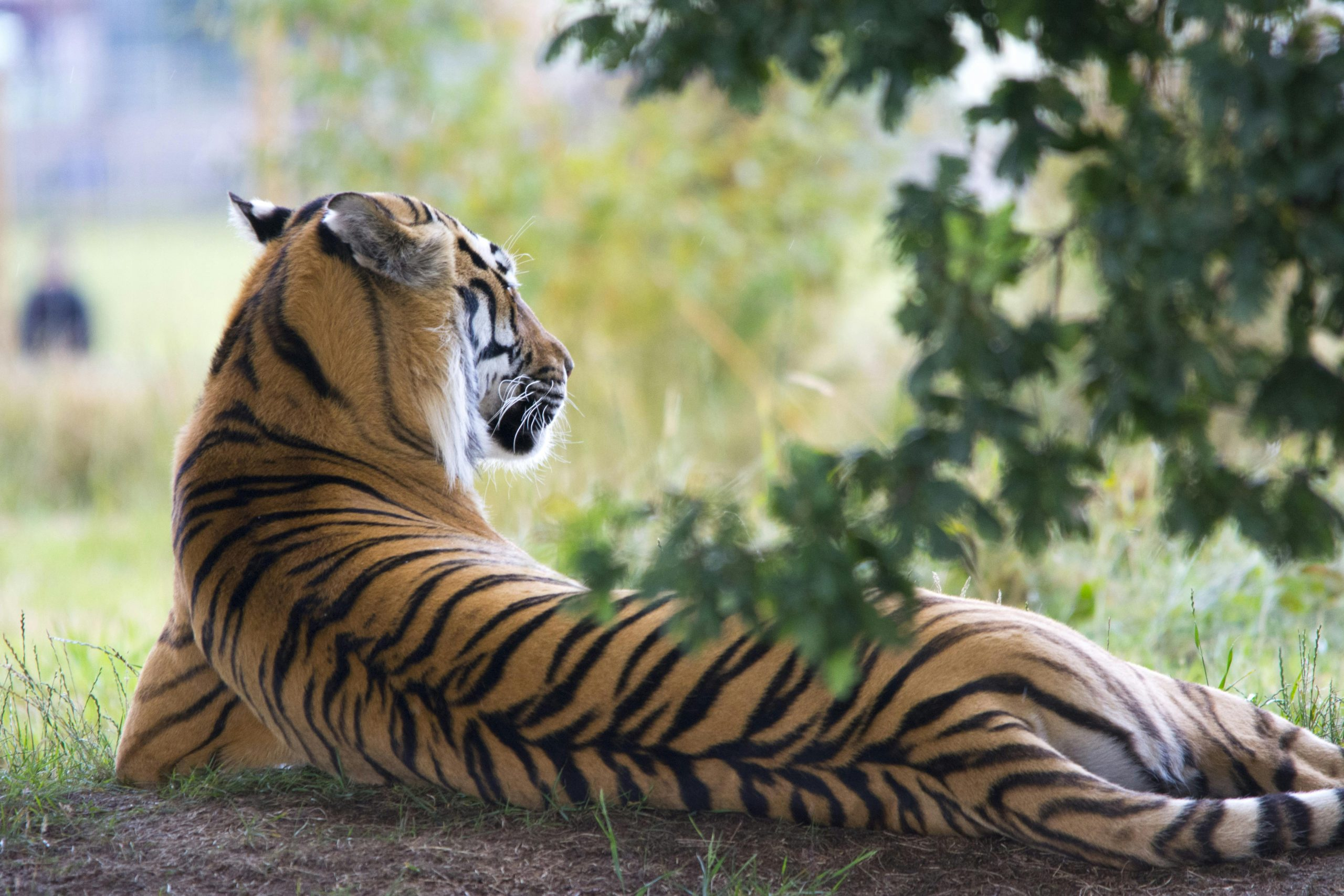 Wildlife Encounters on Safari Vacations